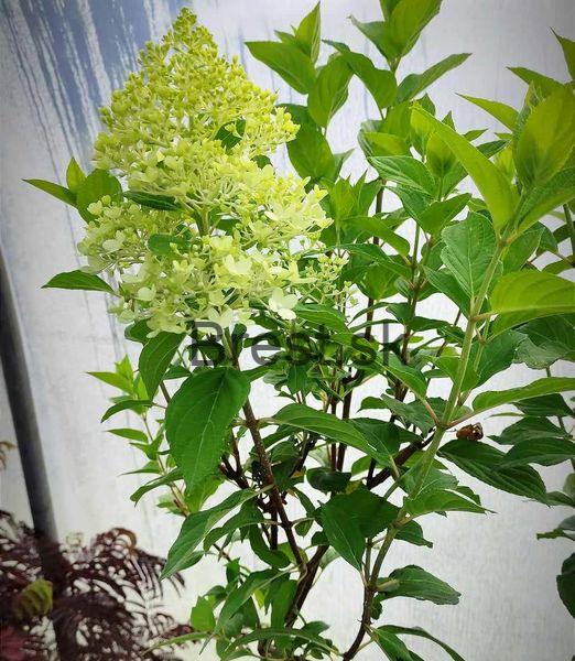 Hydrangea paniculata 'Limelight' na kmeni